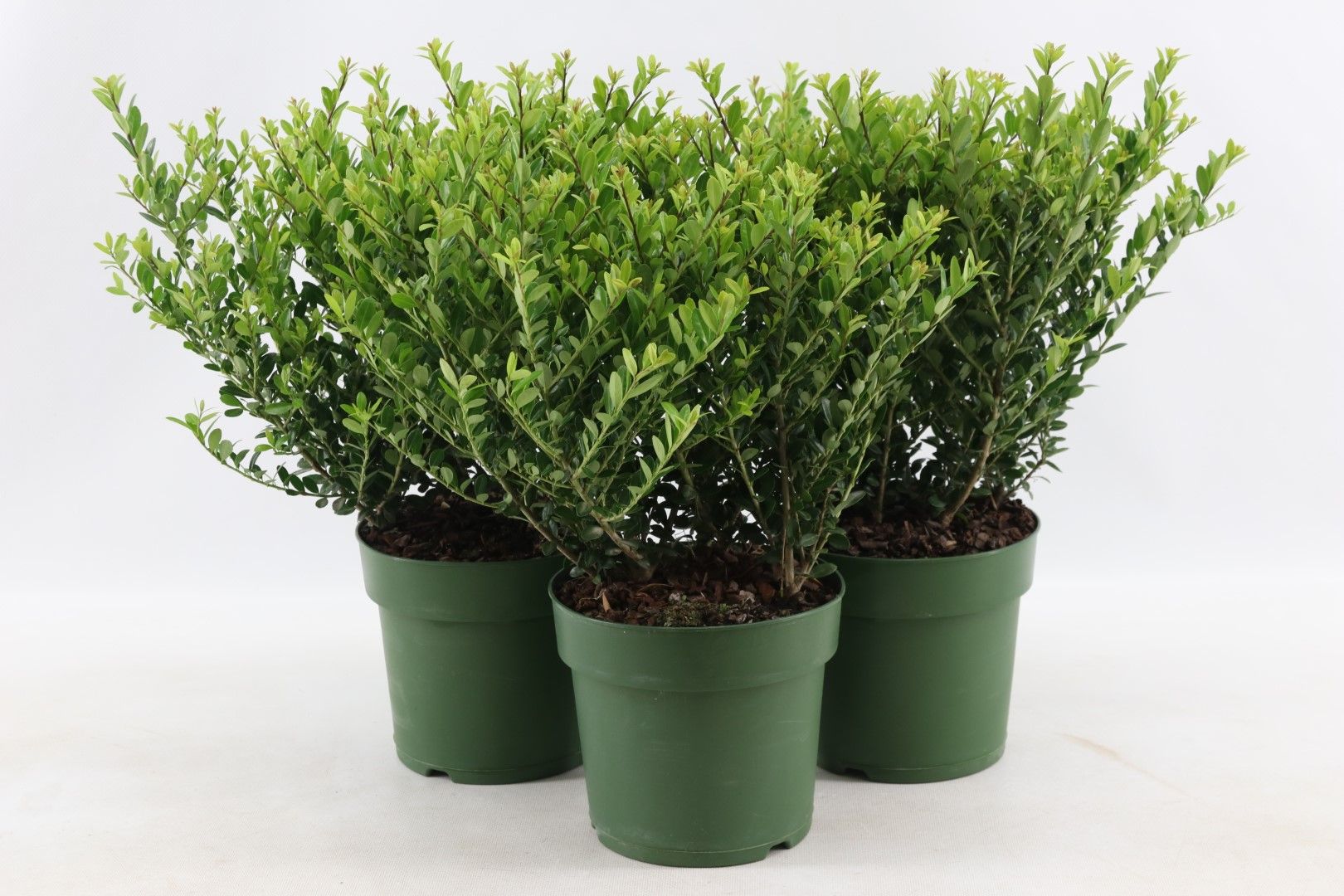 Ilex crenata 'Jenny' - GROEN-Direkt Boskoop