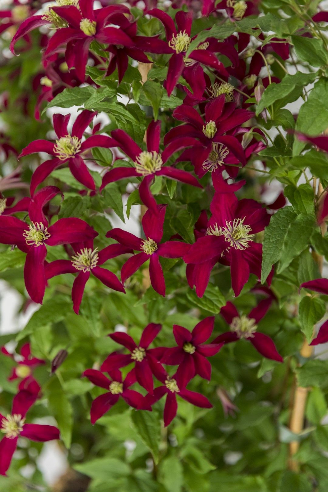 Clematis 'Zo23015' (GLORIOUS RED) - GROEN-Direkt Boskoop