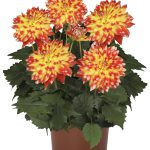 Dahlia coccinea ‘Dodahypcanco’ (HYPNOTICA® CANDY CORN)