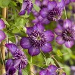 Clematis ‘ZO24025’ (WELCOME HOME)