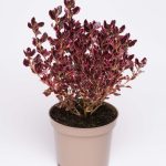 Coprosma repens Eclipse (‘Aldawn’PBR)