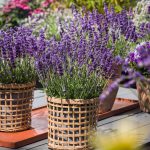 Lavandula angustifolia ‘Aromatico Evolution’