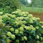 Hydrangea arborescens ‘SMNHRL’ (SUBLIME ANNABELLE®)