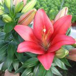 Lilium ‘Summer Blush’