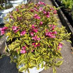 Weigela florida ‘Floraclar’ (BUBBLY WINE™)